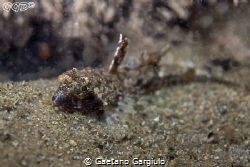 playing with shallow DOF with a friendly dragonet by Gaetano Gargiulo 